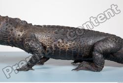 Whole Body Crocodile